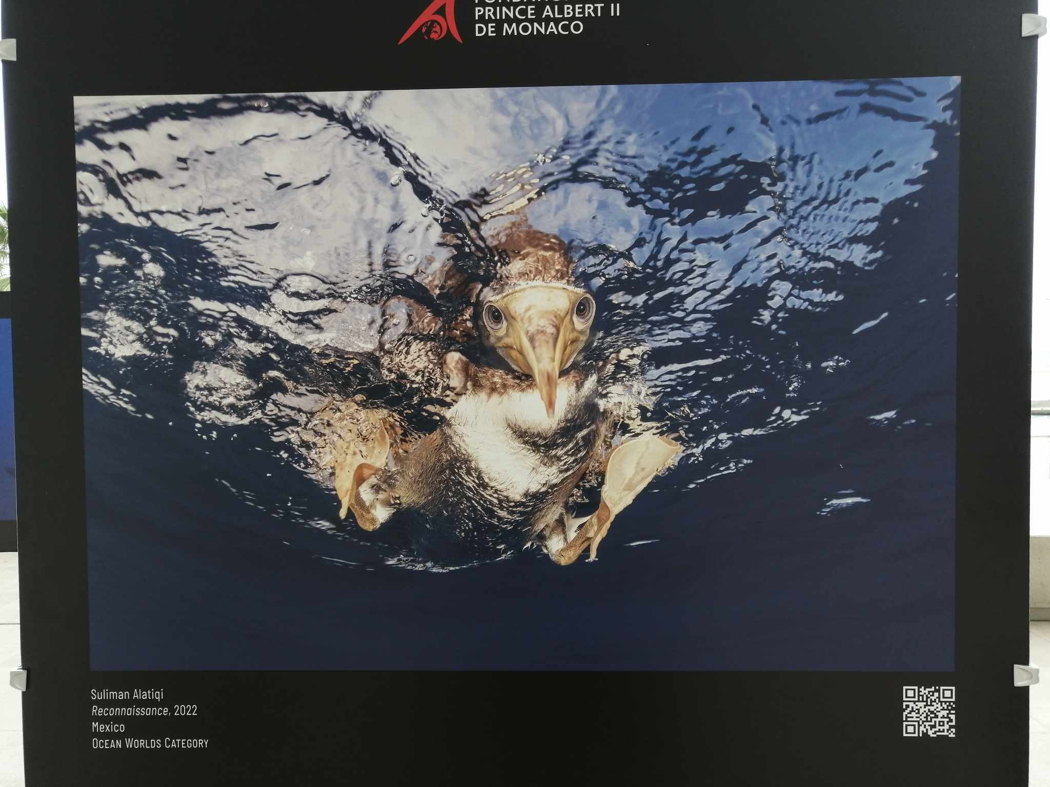 photographe professionnel menton-photo sous marine beausoleil-studio photo roquebrune cap martin-photographe mariage monaco-photographe entreprise menton-photographe pro cap d ail-shooting photo nice-seance photo eze